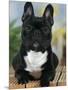 Domestic Dog, French Bulldog-Petra Wegner-Mounted Premium Photographic Print