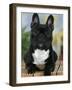 Domestic Dog, French Bulldog-Petra Wegner-Framed Photographic Print