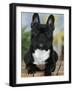 Domestic Dog, French Bulldog-Petra Wegner-Framed Photographic Print