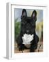 Domestic Dog, French Bulldog-Petra Wegner-Framed Photographic Print