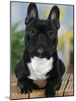 Domestic Dog, French Bulldog-Petra Wegner-Mounted Photographic Print