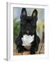 Domestic Dog, French Bulldog-Petra Wegner-Framed Photographic Print