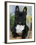 Domestic Dog, French Bulldog-Petra Wegner-Framed Photographic Print