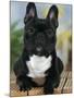 Domestic Dog, French Bulldog-Petra Wegner-Mounted Photographic Print