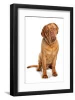 Domestic Dog, French Mastiff (Dogue de Bordeaux), adult male, sitting-Chris Brignell-Framed Photographic Print