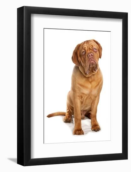 Domestic Dog, French Mastiff (Dogue de Bordeaux), adult male, sitting-Chris Brignell-Framed Photographic Print