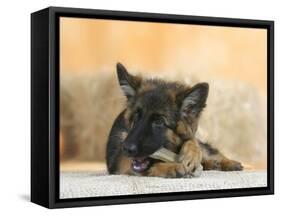 Domestic Dog, German Shepherd Alsatian Juvenile. 5 Months Old, Chewing on Rawhide Bone-Petra Wegner-Framed Stretched Canvas