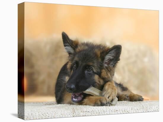 Domestic Dog, German Shepherd Alsatian Juvenile. 5 Months Old, Chewing on Rawhide Bone-Petra Wegner-Stretched Canvas