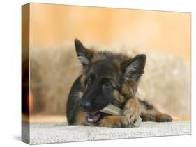 Domestic Dog, German Shepherd Alsatian Juvenile. 5 Months Old, Chewing on Rawhide Bone-Petra Wegner-Stretched Canvas