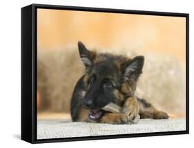 Domestic Dog, German Shepherd Alsatian Juvenile. 5 Months Old, Chewing on Rawhide Bone-Petra Wegner-Framed Stretched Canvas