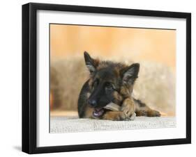 Domestic Dog, German Shepherd Alsatian Juvenile. 5 Months Old, Chewing on Rawhide Bone-Petra Wegner-Framed Premium Photographic Print