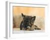 Domestic Dog, German Shepherd Alsatian Juvenile. 5 Months Old, Chewing on Rawhide Bone-Petra Wegner-Framed Premium Photographic Print