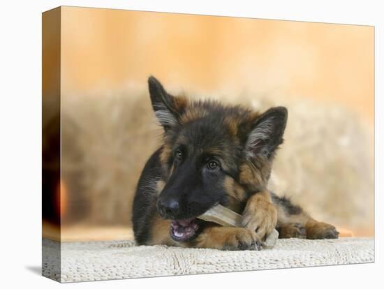 Domestic Dog, German Shepherd Alsatian Juvenile. 5 Months Old, Chewing on Rawhide Bone-Petra Wegner-Stretched Canvas