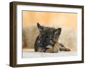 Domestic Dog, German Shepherd Alsatian Juvenile. 5 Months Old, Chewing on Rawhide Bone-Petra Wegner-Framed Photographic Print