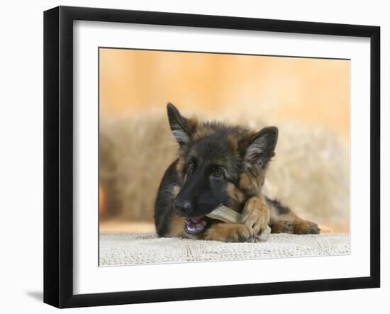 Domestic Dog, German Shepherd Alsatian Juvenile. 5 Months Old, Chewing on Rawhide Bone-Petra Wegner-Framed Photographic Print