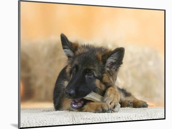 Domestic Dog, German Shepherd Alsatian Juvenile. 5 Months Old, Chewing on Rawhide Bone-Petra Wegner-Mounted Photographic Print