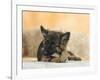 Domestic Dog, German Shepherd Alsatian Juvenile. 5 Months Old, Chewing on Rawhide Bone-Petra Wegner-Framed Photographic Print