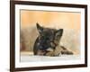 Domestic Dog, German Shepherd Alsatian Juvenile. 5 Months Old, Chewing on Rawhide Bone-Petra Wegner-Framed Photographic Print