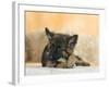 Domestic Dog, German Shepherd Alsatian Juvenile. 5 Months Old, Chewing on Rawhide Bone-Petra Wegner-Framed Photographic Print