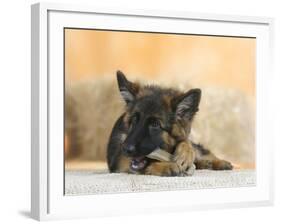 Domestic Dog, German Shepherd Alsatian Juvenile. 5 Months Old, Chewing on Rawhide Bone-Petra Wegner-Framed Photographic Print