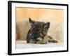 Domestic Dog, German Shepherd Alsatian Juvenile. 5 Months Old, Chewing on Rawhide Bone-Petra Wegner-Framed Photographic Print