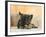 Domestic Dog, German Shepherd Alsatian Juvenile. 5 Months Old, Chewing on Rawhide Bone-Petra Wegner-Framed Photographic Print