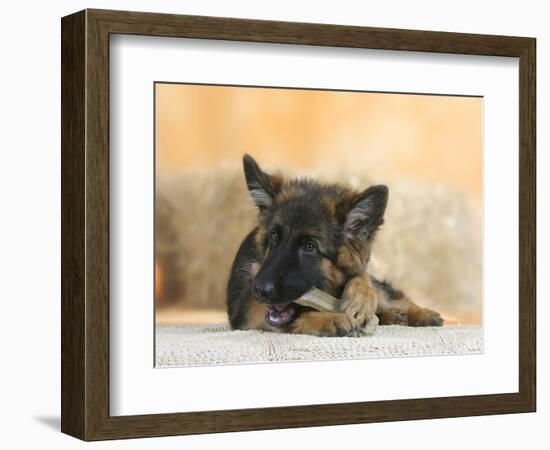 Domestic Dog, German Shepherd Alsatian Juvenile. 5 Months Old, Chewing on Rawhide Bone-Petra Wegner-Framed Photographic Print