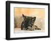 Domestic Dog, German Shepherd Alsatian Juvenile. 5 Months Old, Chewing on Rawhide Bone-Petra Wegner-Framed Photographic Print