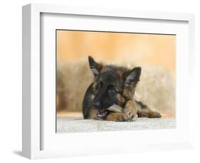 Domestic Dog, German Shepherd Alsatian Juvenile. 5 Months Old, Chewing on Rawhide Bone-Petra Wegner-Framed Photographic Print