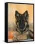 Domestic Dog, German Shepherd Alsatian Juvenile. 5 Months Old, with Rawhide Bone-Petra Wegner-Framed Stretched Canvas