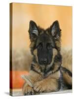 Domestic Dog, German Shepherd Alsatian Juvenile. 5 Months Old, with Rawhide Bone-Petra Wegner-Stretched Canvas