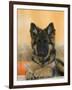 Domestic Dog, German Shepherd Alsatian Juvenile. 5 Months Old, with Rawhide Bone-Petra Wegner-Framed Premium Photographic Print