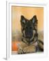 Domestic Dog, German Shepherd Alsatian Juvenile. 5 Months Old, with Rawhide Bone-Petra Wegner-Framed Premium Photographic Print