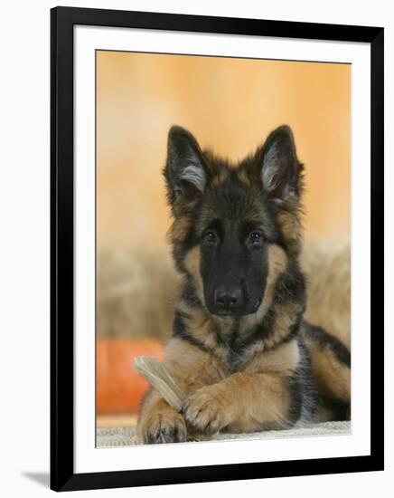 Domestic Dog, German Shepherd Alsatian Juvenile. 5 Months Old, with Rawhide Bone-Petra Wegner-Framed Premium Photographic Print