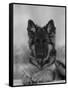 Domestic Dog, German Shepherd Alsatian Juvenile. 5 Months Old, with Rawhide Bone-Petra Wegner-Framed Stretched Canvas