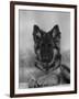 Domestic Dog, German Shepherd Alsatian Juvenile. 5 Months Old, with Rawhide Bone-Petra Wegner-Framed Premium Photographic Print