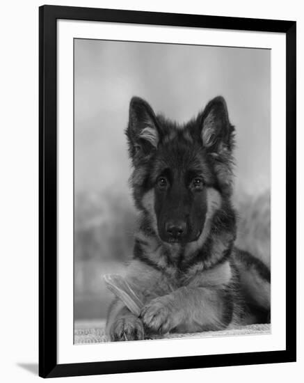 Domestic Dog, German Shepherd Alsatian Juvenile. 5 Months Old, with Rawhide Bone-Petra Wegner-Framed Premium Photographic Print