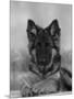 Domestic Dog, German Shepherd Alsatian Juvenile. 5 Months Old, with Rawhide Bone-Petra Wegner-Mounted Premium Photographic Print