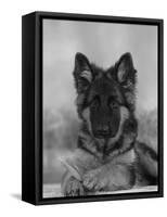 Domestic Dog, German Shepherd Alsatian Juvenile. 5 Months Old, with Rawhide Bone-Petra Wegner-Framed Stretched Canvas