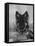 Domestic Dog, German Shepherd Alsatian Juvenile. 5 Months Old, with Rawhide Bone-Petra Wegner-Framed Stretched Canvas