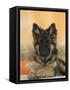 Domestic Dog, German Shepherd Alsatian Juvenile. 5 Months Old, with Rawhide Bone-Petra Wegner-Framed Stretched Canvas