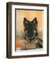 Domestic Dog, German Shepherd Alsatian Juvenile. 5 Months Old, with Rawhide Bone-Petra Wegner-Framed Premium Photographic Print