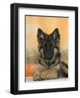 Domestic Dog, German Shepherd Alsatian Juvenile. 5 Months Old, with Rawhide Bone-Petra Wegner-Framed Premium Photographic Print