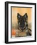 Domestic Dog, German Shepherd Alsatian Juvenile. 5 Months Old, with Rawhide Bone-Petra Wegner-Framed Premium Photographic Print