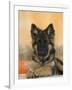 Domestic Dog, German Shepherd Alsatian Juvenile. 5 Months Old, with Rawhide Bone-Petra Wegner-Framed Photographic Print