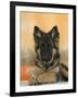 Domestic Dog, German Shepherd Alsatian Juvenile. 5 Months Old, with Rawhide Bone-Petra Wegner-Framed Photographic Print