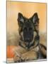 Domestic Dog, German Shepherd Alsatian Juvenile. 5 Months Old, with Rawhide Bone-Petra Wegner-Mounted Photographic Print