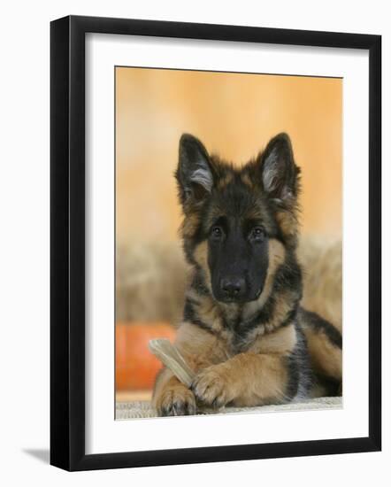 Domestic Dog, German Shepherd Alsatian Juvenile. 5 Months Old, with Rawhide Bone-Petra Wegner-Framed Photographic Print