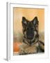 Domestic Dog, German Shepherd Alsatian Juvenile. 5 Months Old, with Rawhide Bone-Petra Wegner-Framed Photographic Print