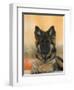 Domestic Dog, German Shepherd Alsatian Juvenile. 5 Months Old, with Rawhide Bone-Petra Wegner-Framed Photographic Print